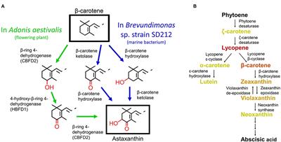 Engineering a Plant-Derived Astaxanthin Synthetic Pathway Into Nicotiana benthamiana